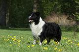 BORDER COLLIE 918